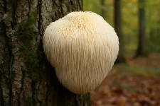 Alles wat je moet weten over Lions Mane