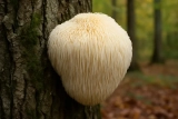 Alles wat je moet weten over Lions Mane